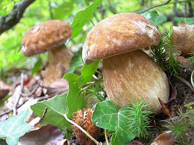 Le  meraviglie della foresta